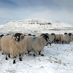 Domestic Sheep, Dalesbred flock, standing on snow covered moorland, near Pen-y-ghent, Yorkshire Dales N. P