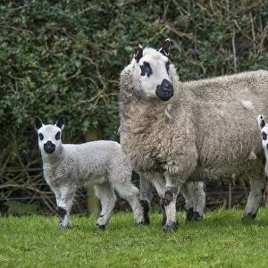 Domestic Sheep, Kerry Hill, ewe with lambs, standing in pasture, Longridge, Lancashire, England, march