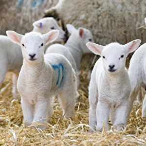 Domestic Sheep, lambs, standing with ewes on straw bedding, North Yorkshire, England, march