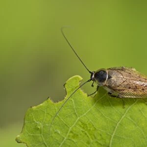 Dusky Cockroach (Ectobius lapponicus) adult male, resting on leaf, Romania, June