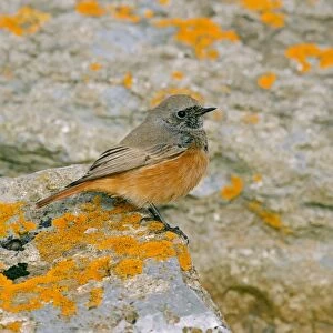 Eastern Black Redstart (Phoenicurus ochruros phoenicuroides) adult male, perched on rock, Holy Island, Northumberland