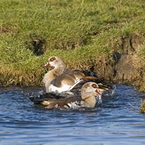 Egyptian Goose (Alopochen aegyptiacus) introduced species, adult pair, bathing, Salthouse, Norfolk, England, december