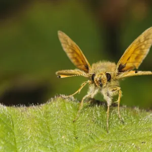 Essex Skipper (Thymelicus lineola) adult, resting on leaf, Thursley Common National Nature Reserve, Surrey, England