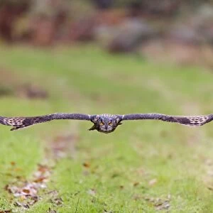 Eurasian Eagle-owl (Bubo bubo) adult, in flight (captive)