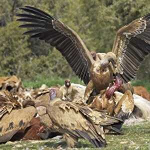 Eurasian Griffon Vulture (Gyps fulvus) adults, group fighting and feeding at carcass, Refugio de Rapaces W. W. F. Reserve, Segovia, Castile and Leon, Spain