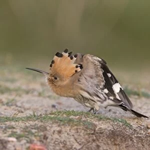Eurasian Hoopoe (Upupa epops) adult, stretching wings, standing on ground, Suffolk, England, October