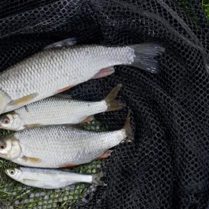 European Chub (Squalius cephalus) adult, Roach (Rutilus rutilus) two adults