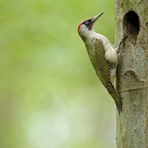 European Green Woodpecker (Picus viridis) adult male, at nesthole entrance in tree trunk, Cannock Chase, Staffordshire