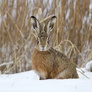 European Hare (Lepus europaeus) adult, sitting in snow at edge of reedbed, Suffolk, England, february