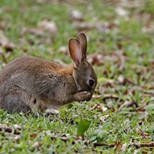 European Rabbit using its front paws to groom its face