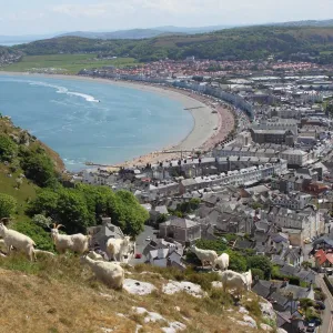 Feral Kashmir Goat (Capra hircus) flock, standing on limestone headland overlooking coastline and town, Great Orme