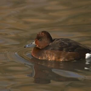 Ferruginous Duck (Aythya nyroca) adult female, swimming, Slimbridge W. W. T. (captive)