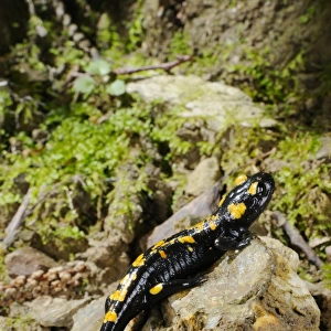 Fire Salamander (Salamandra salamandra) adult, on rock in habitat, Italy, august