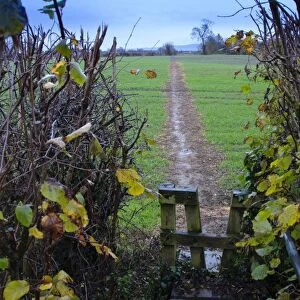 Footpath through cereal field, with wooden stile and hedge, Slimbridge, Gloucestershire, England, january