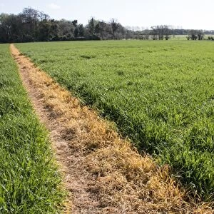 A footpath across a wheat field has been sprayed with roundup to keep it clear for public access. Orford Suffolk