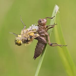 Four-spotted Chaser (Libellula quadrimaculata) adult, emerging from exuvia, Leicestershire, England, june