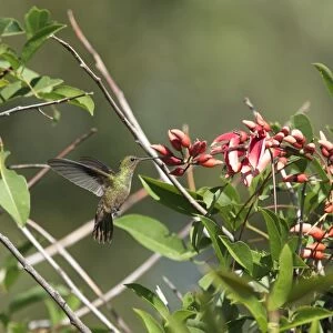 Gilded Sapphire (Hylocharis chrysura) adult, in flight, hovering at flowers, Ribera Norte, Buenos Aires Province, Argentina, march