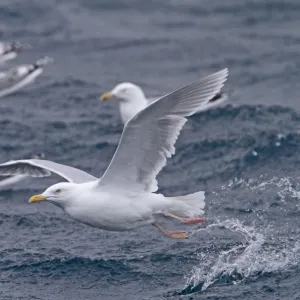 Glaucous Gull (Larus hyperboreus) adult, summer plumage, in flight, taking off from sea, with Herring Gulls (Larus argentatus) swimming on sea in background, Varanger, Northern Norway, march