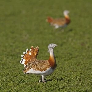 Great Bustard (Otis tarda) two adult males, strutting and about to join fight, Castilla y Leon, Spain, March