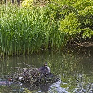 Great Crested Grebe (Podiceps cristatus) adult pair with chick, at nest in river backwater habitat, River Thames