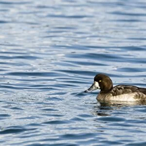 Greater Scaup (Aythya marila) adult female, diving sequence (one of four), Hokkaido, Japan, winter
