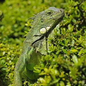 Green Iguana (Iguana iguana) adult, amongst vegetation, Parque Bolivar, Guayaquil, Ecuador