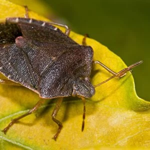 Green Shieldbug (Palomena prasina) adult, in bronze autumn/winter colouration, on leaf in garden, Belvedere, Bexley