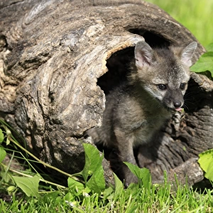 Grey Fox (Urocyon cinereoargenteus) nine-weeks old cub, in hollow log, Montana, U. S. A. june (captive)