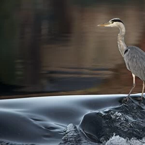 Grey Heron (Ardea cinerea) adult, standing in river, River Nith, Dumfries and Galloway, Scotland, October