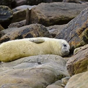 Grey Seal (Halichoerus grypus) whitecoat pup, resting amongst rocks on beach, Orkney, Scotland, November