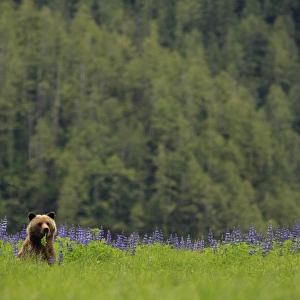 Grizzly Bear (Ursus arctos horribilis) adult, feeding on leaves, beside Nootka Lupin (Lupinus nootkatensis)