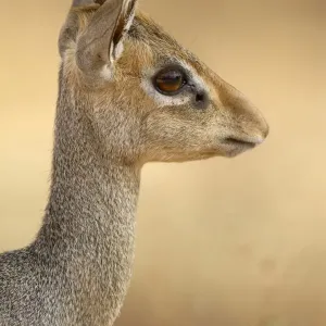 Liliput mushukining surati