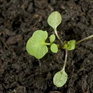 Hairy bittercress, Cardamine hirsuta, seedling with two early true leaves and cotyledons