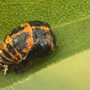 Harlequin Ladybird (Harmonia axyridis) introduced species, pupa, attached to leaf, Leicestershire, England, September