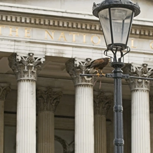 Harris Hawk (Parabuteo unicinctus) adult, perched on lamppost, falconry bird being used to clear feral pigeons from city square, Trafalgar Square, London, England, may