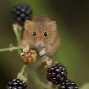 Harvest Mouse (Micromys minutus) adult, climbing amongst blackberries, South Yorkshire, England, October (captive)