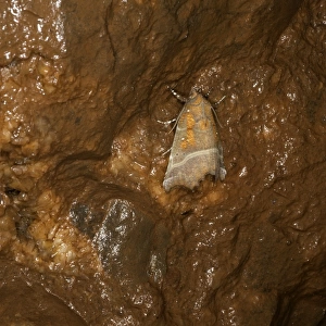Herald Moth (Scoliopteryx libatrix) adult, hibernating in ochre stained limestone cave, Somerset, England, March