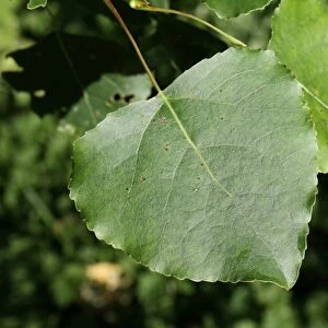 Hybrid Black Poplar (Populus x canadensis) close-up of leaf, growing in woodland, Vicarage Plantation, Mendlesham