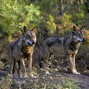Iberian Wolf (Canis lupus signatus) two adult females, winter coat, standing, Iberian Wolf Recovery Centre, Portugal