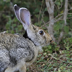 Indian Hare (Lepus nigricollis singhala) adult, close-up of head, Bundala N. P. Sri Lanka, February