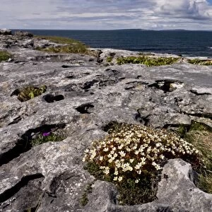 Irish Saxifrage (Saxifraga rosacea) flowering, growing on coastal limestone pavement habitat, Poulsallagh, The Burren