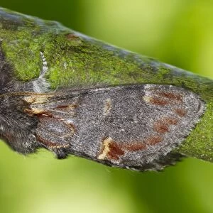 Iron Prominent Moth (Notodonta dromedarius) adult, resting on twig, Powys, Wales, July