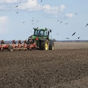 John Deere 7920 tractor pulling seven furrow plough, followed by Rook (Corvus frugilegus) flock, Skane, Sweden, spring