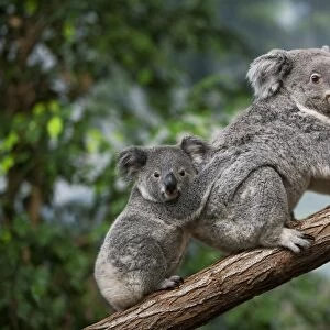 Koala (Phascolarctos cinereus) adult female with young, sitting on branch (captive)