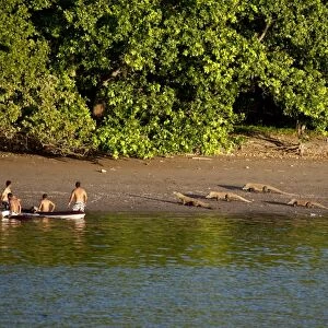 Komodo Dragon (Varanus komodoensis) four adults, walking on beach habitat, approaching men in kayaks, Komodo N. P