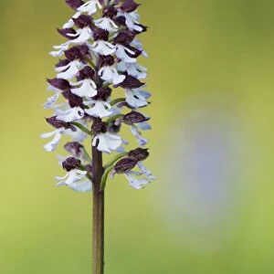 Lady Orchid (Orchis purpurea) close-up of flowerspike, Kent, England, may