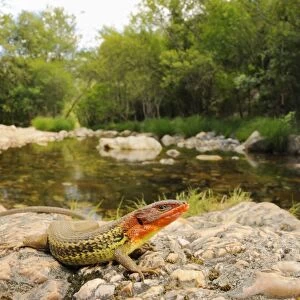 Large Psammodromus (Psammodromus algirus) adult male, in breeding colour, resting on rocks at edge of water in habitat