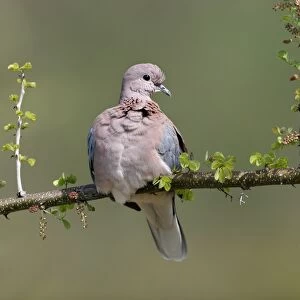 Laughing Dove (Streptopelia senegalensis) Adult resting on branch, Kenya
