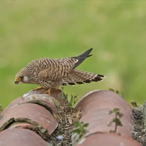 Lesser Kestrel (Falco naumanni) adult female, displaying ready for mating, standing on roof tiles, Extramadura, Spain, april