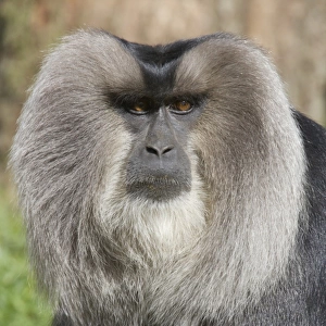 Lion-tailed Macaque (Macaca silenus) adult, close-up of head, Apenheul (captive)